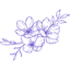 NIRMATA